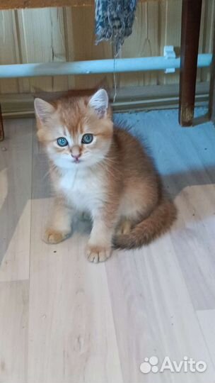 Золотые шиншиллы