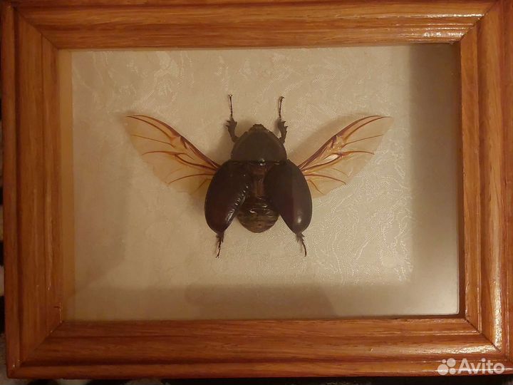 Жук носорог в рамке