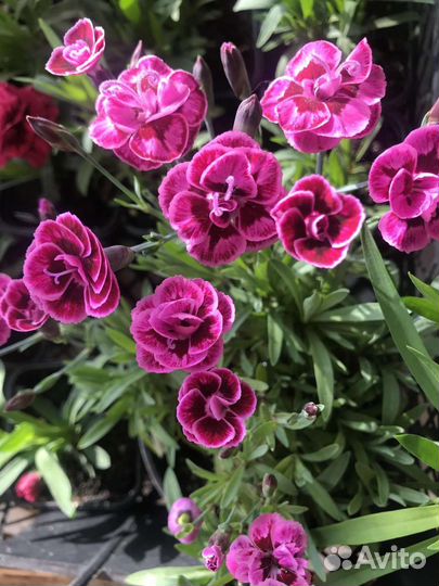 Гвоздика гибридная