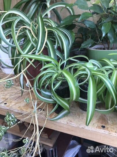 Хлорофитум бонни