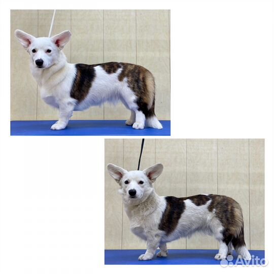 Стрижка Грумер Самоед Корги