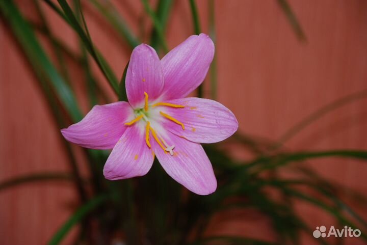 Зефирантес (выскочка)