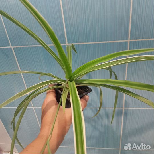 Хлорофитум