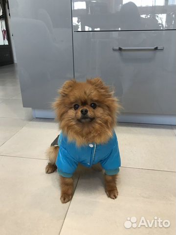 Куртка для собаки весом 3,5 кг