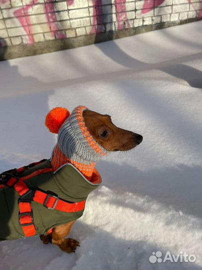 Одежда для кошек и собак