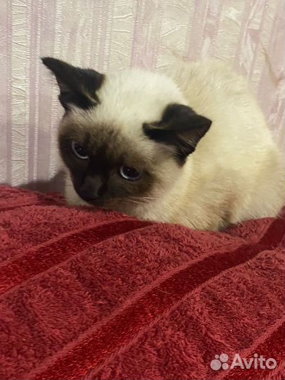 Кошечка 5 месяц