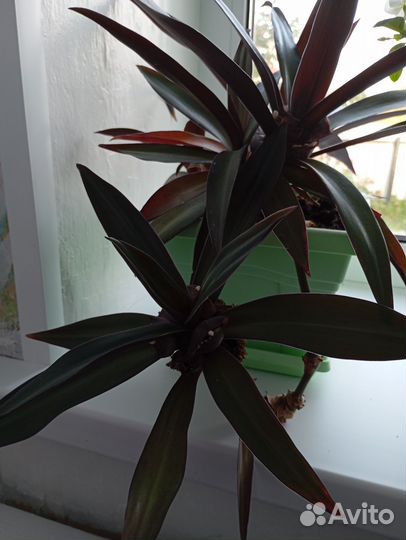 Комнатные цветы