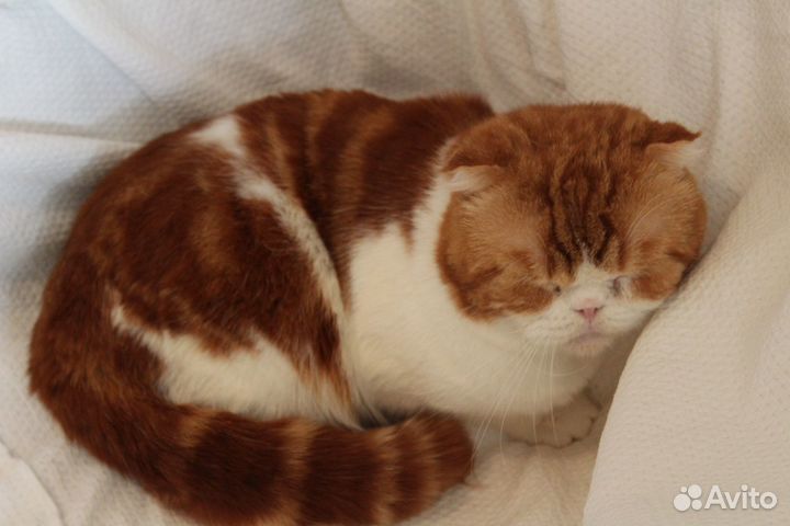 Продаем котят. Вязка