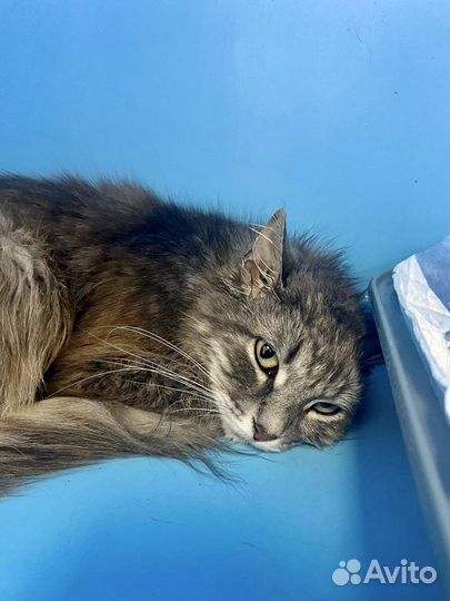 Кошка на выпуск