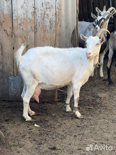 Козел на племя