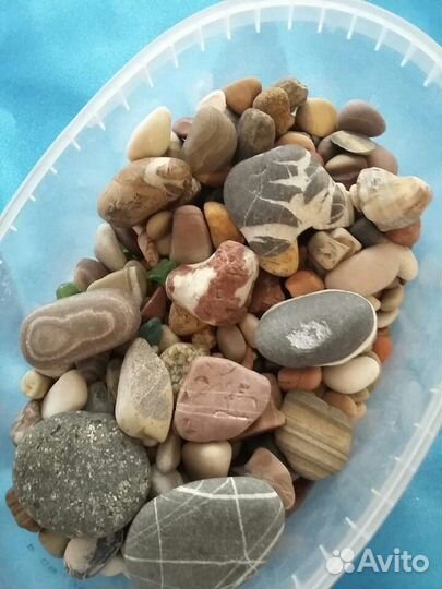 Морские ракушки