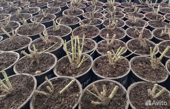 Роза Луи дэ Фюнес