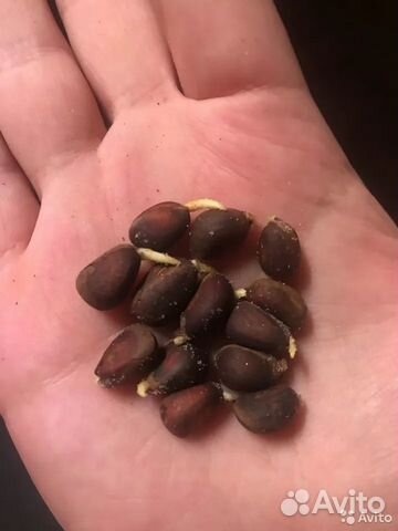 Кедровый орех сибирский,семена сосны кедровой