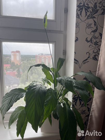 Цветы женское счастье спатифиллум