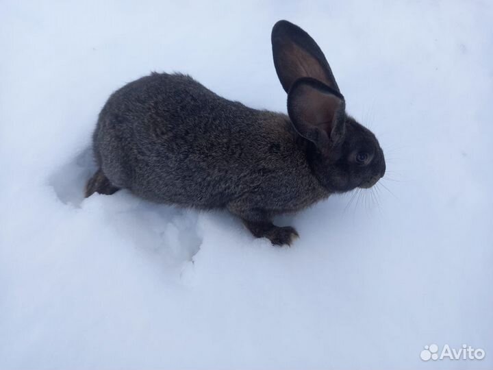 Кролики порода серый великан и белый панон
