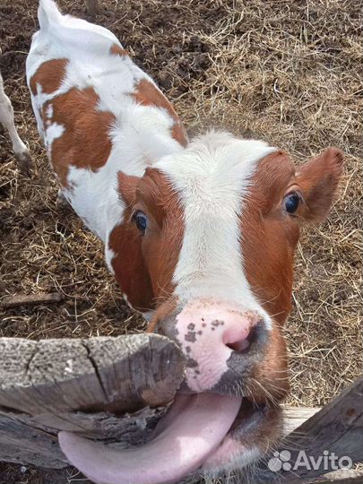 Бычок и тёлочка