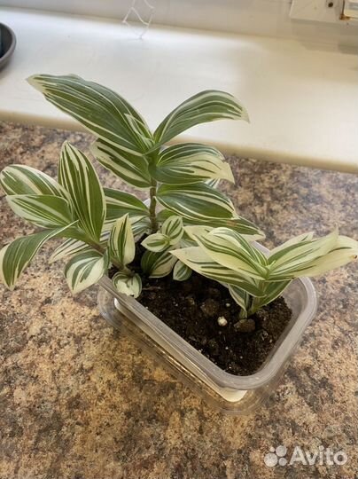 Традесканция белая