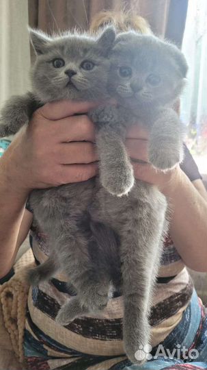 Британские котята