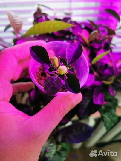 Мурайя паникулята