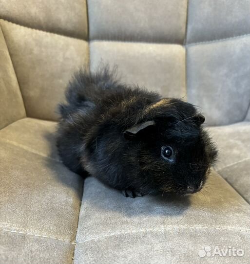 Нарядные малыши - Перуанские Морские свинки