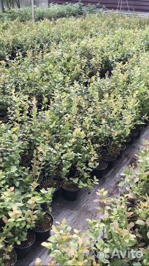 Голубика,ежевика,малина,жимолость,клюква,брусника