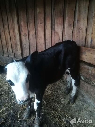 Бычёк 1 месяц