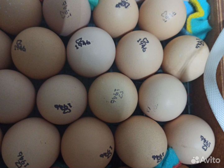 Цыплёнок бройлера