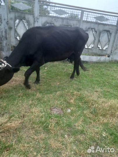 Корова стельная дойная