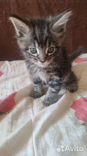 Котята мейкун