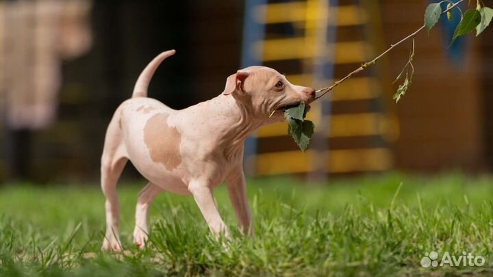 Щенки американского голого терьера