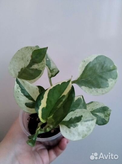 Цветы разные