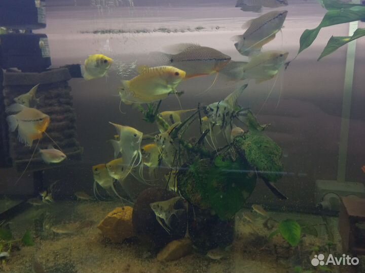 Аквари.Ru.рб