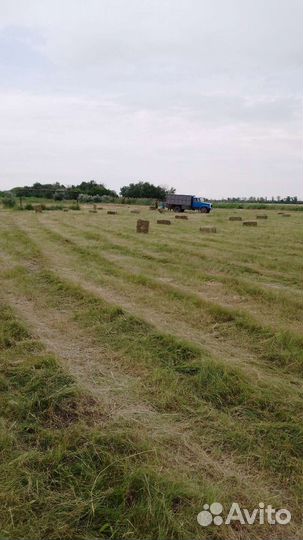 Сено в тюках