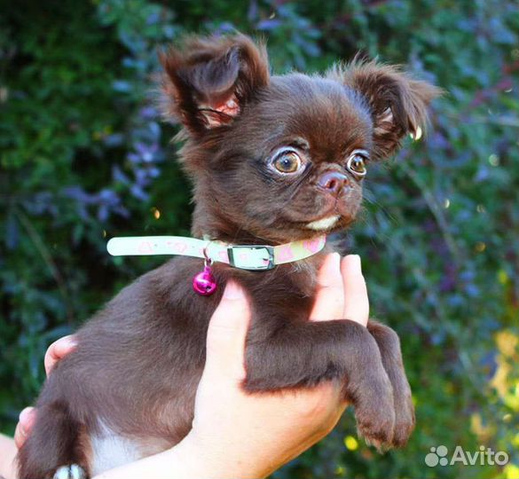 Девочка шоколад дш чихуа