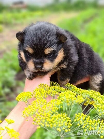 Померанский шпиц чёрно-подпалый
