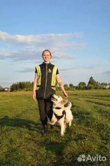 Кинолог, дрессировка собак