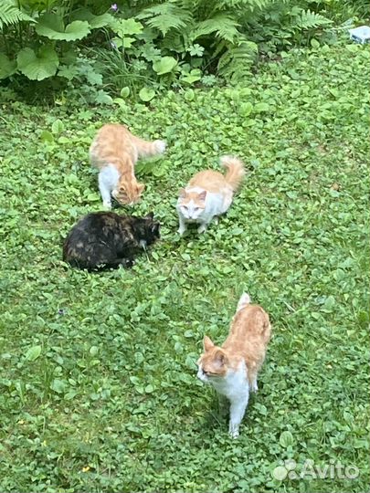 Котята им месяц в добрые руки Москва и Подмосковье