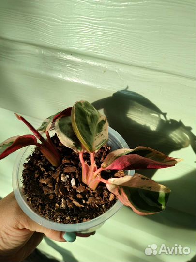 Строманта мультиколор