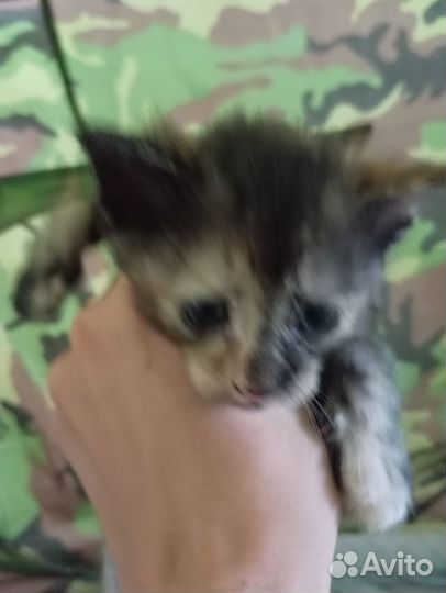 Котята отдам даром
