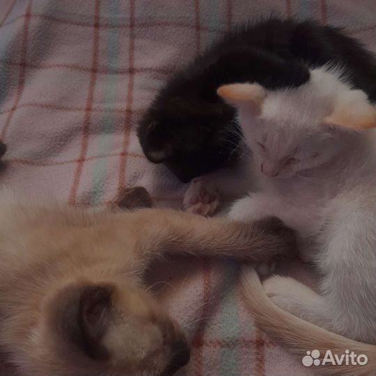 Котята в добрые руки