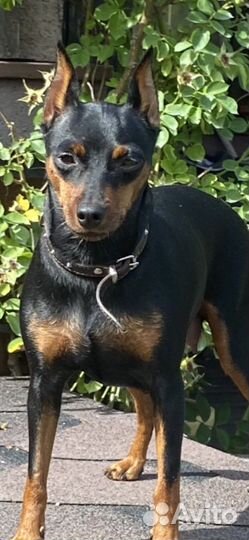 Цвергпинчер 5+