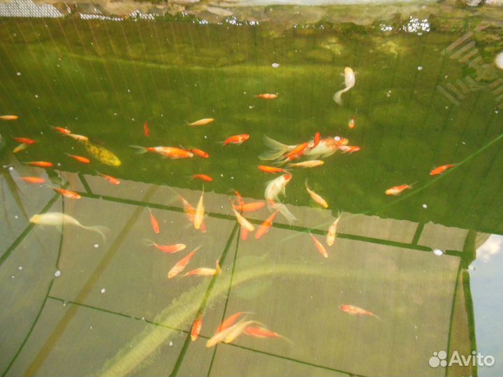 Шубункины,для пруда и аквариума