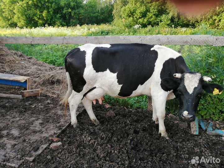 Корова дойная