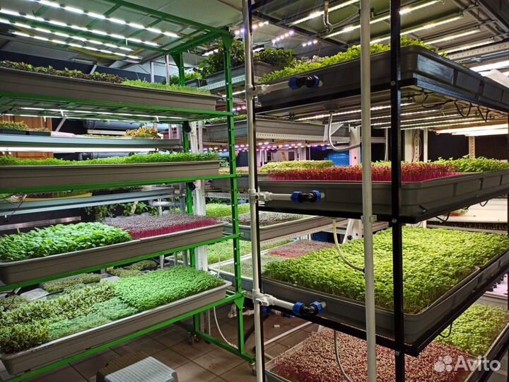 Запуск вертикальных фермБизнес Обучение