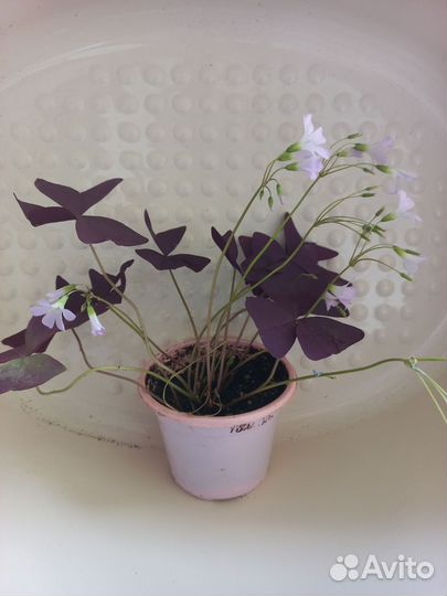 Комнатные цветы оксалис кислица