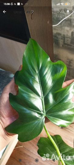 Филодендрон