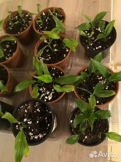 Комнатные растения