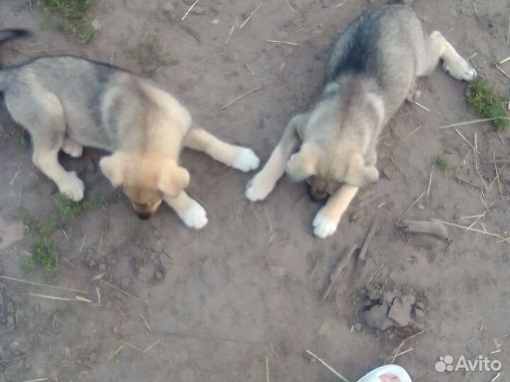 Собака в добрые руки щенок мальчик
