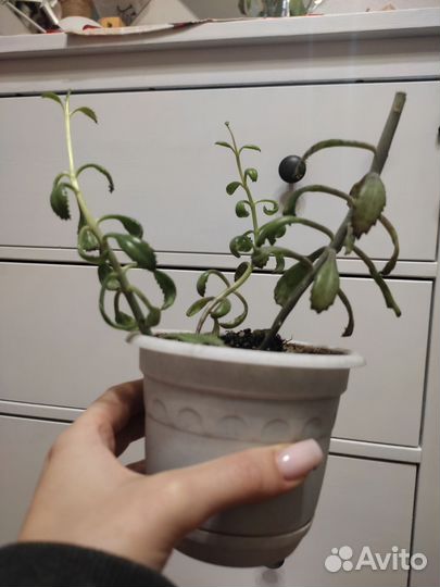 Каланхоэ Дегремона