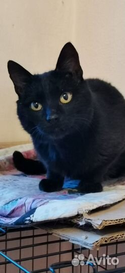 Кот Кузя
